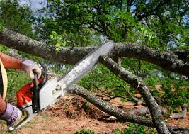 How Our Tree Care Process Works  in  East Spencer, NC